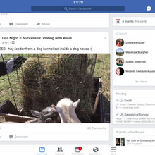 Goats!