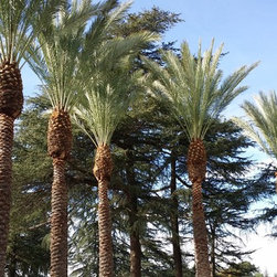 Palm trim and clean up - Products