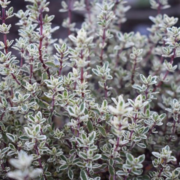 G A R D E N - Herb garden