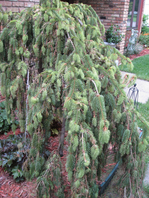 Weeping Norway Spruce Losing Many Needles