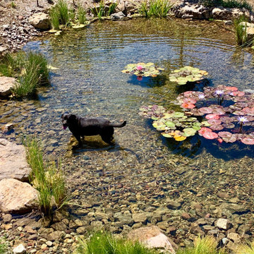Malibu Swim Pond