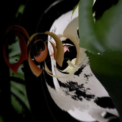 Flora Deconstructed - Products