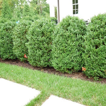 Kirkwood Boxwood Pruning