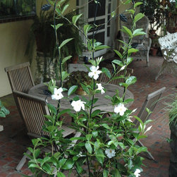 Small Vining Leaf Trellis - Products