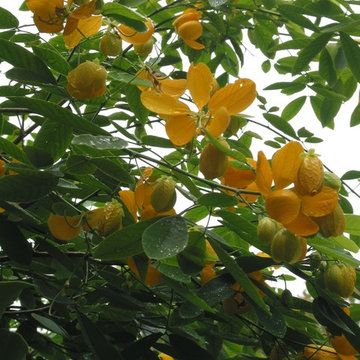 Miscellaneous Gardens and Various Pretty Things