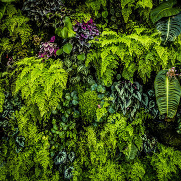 Living Walls