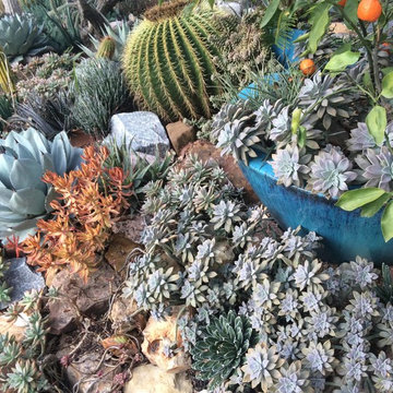 Various Xeriscapes by Team Rhinamic