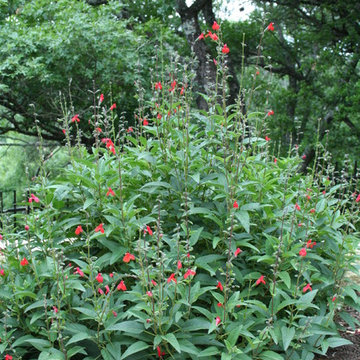 Traditional garden in Northwest Hills