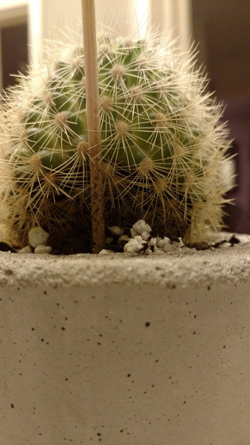 Mammillaria Cactus Shriveling