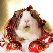 Pattie Lazarus's photo
