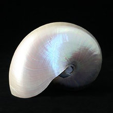 Deco