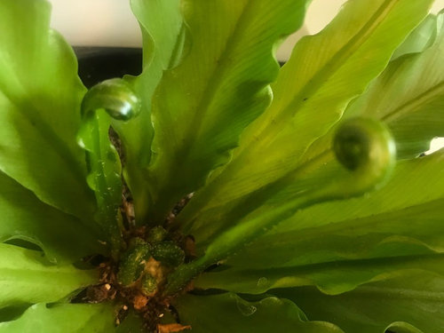 Birds Nest Fern Is The Crown Dead