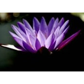Mandie Rhodes's photo