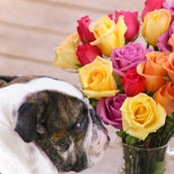 Lisa Booko's photo