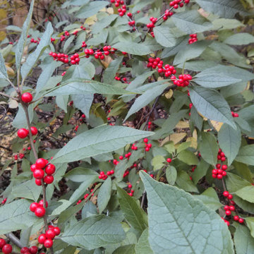 A Woodland Retreat and Edible Garden