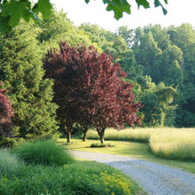 Yard ideas