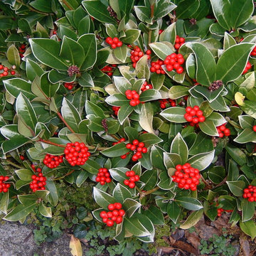 Skimmia Long Island/NY: