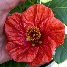 Beckie's Garden--Non-Natives