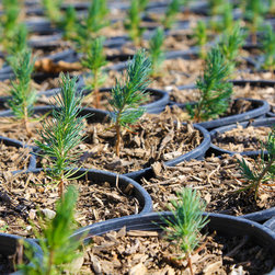 Nursery Stock - Products