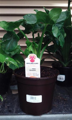 Are you growing Philodendron 'Super Atom'? | Houzz Forum