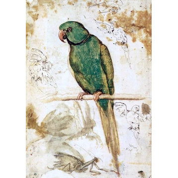 Giovanni Da Udine Study of a Parrot, 18"x27" Wall Decal