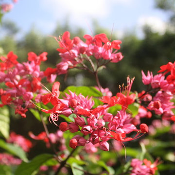 Outside bleeding heart vine