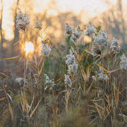 Frosty Morning - Artwork