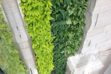 McMaster Health Centre Living Wall