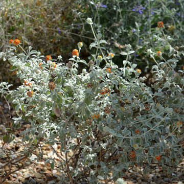 Southwestern Plants
