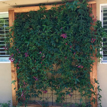 Side Yard