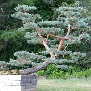 A Shin-boku Specimen Japanese Garden Tree