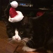Michelle Holcomb's photo