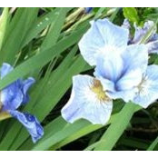 Sue Otto's photo