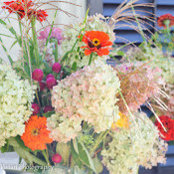 Sara Higgins's photo
