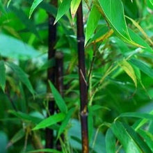 Koyah Bamboo