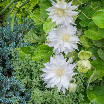 Clematis in bloom