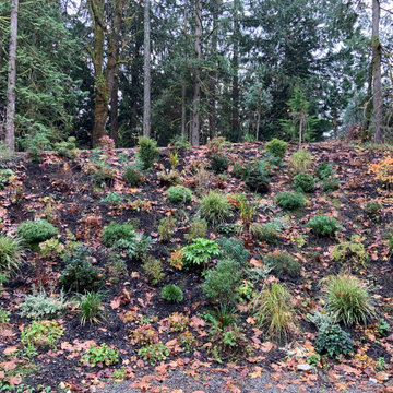 Layered Garden in the Woods