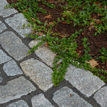 Westford Street Garden