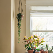 Plants