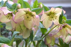 Helleborus Wedding Party® 'Wedding Bells