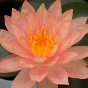 神島玲奈s billede
