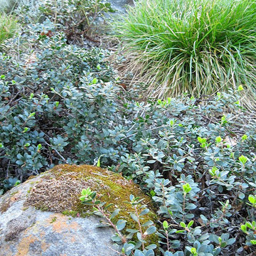 NSG Ground Covers
