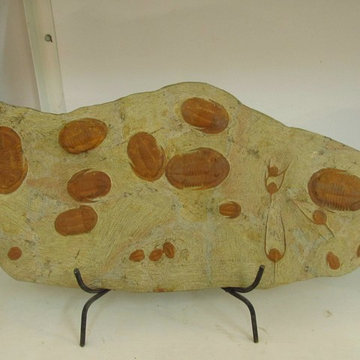 Fossil Collector Piece