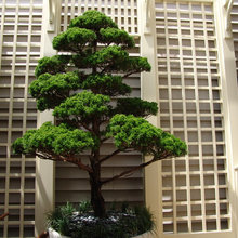 PLANTS