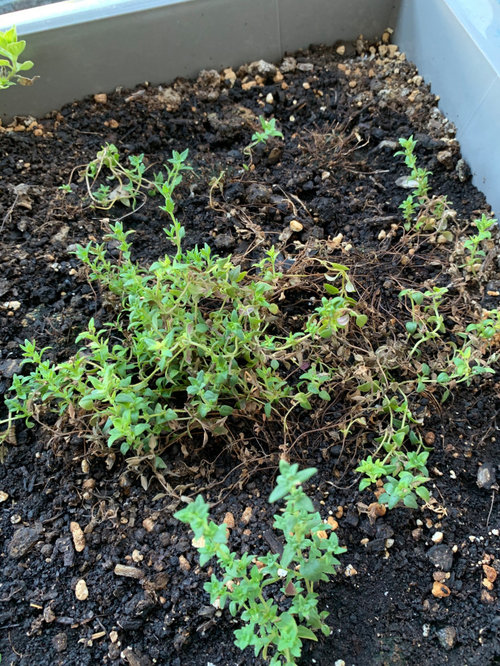 Help for a new herb gardener w/ rosemary, basil, thyme, and oregano!