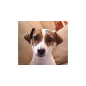 Virginia Gurley's photo