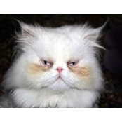 Krasia Mirchev's photo