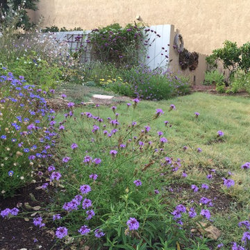 Meadow Lawn