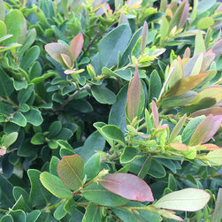 Current Featured Plants - Products
