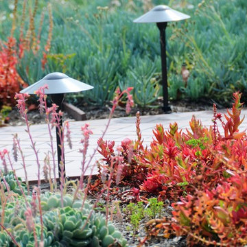 drought tolerant conversion with color